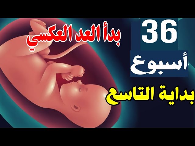 الأسبوع 36 من الحمل حوامل أبريل شهر 4 بداية التاسع وبداية العد العكسي . -  YouTube