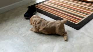 Cavapoo Puppies For Sale