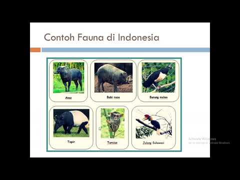 Jenis Tanah, Flora dan Fauna DI Indonesia