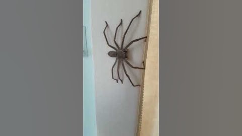 ARANHA GIGANTE DA AUSTRÁLIA.