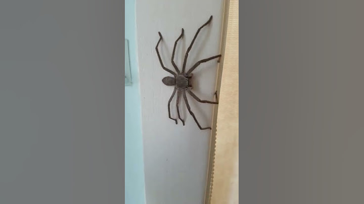 ARANHA GIGANTE DA AUSTRÁLIA.