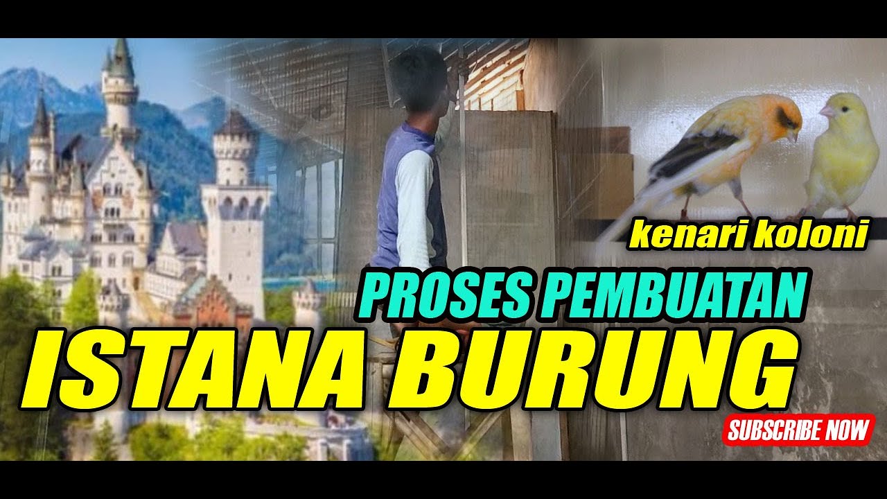 istana burung || PROSES PEMBUATAN KANDANG TERNAK BURUNG KENARI KOLONI