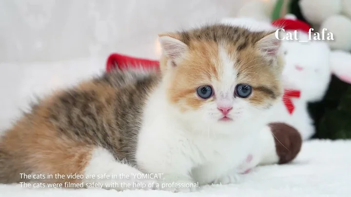 Watch the video about Munchkin How sweet citty #munchkincat #munchkin #cat #catlover #cute #pets #mymunchkin