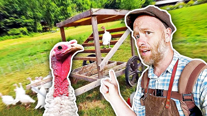 Setting Up My Crazy Simple Pastured Turkey Operation