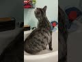Тая в раковине. #животные #cat #питомцы #кот #кошка #котики