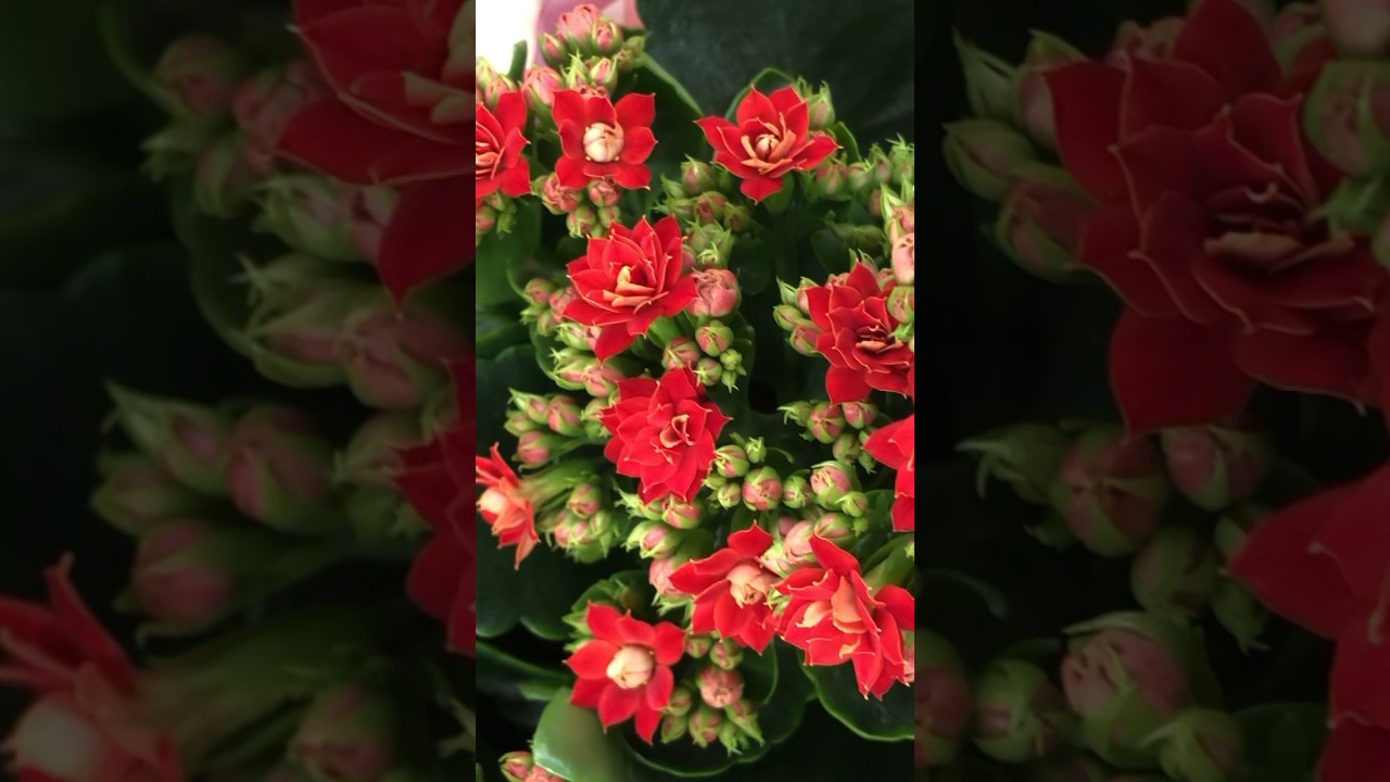 С первым днём весны!!! With the first day of spring 