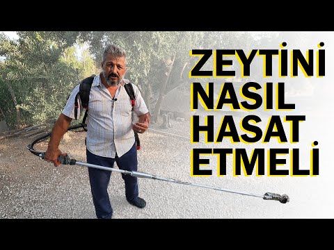 Zeytin Nasıl Toplanır || Zeytin Toplama Makinesi Alacaklara Tavsiyeler || Zeytin Toplama Rehberi