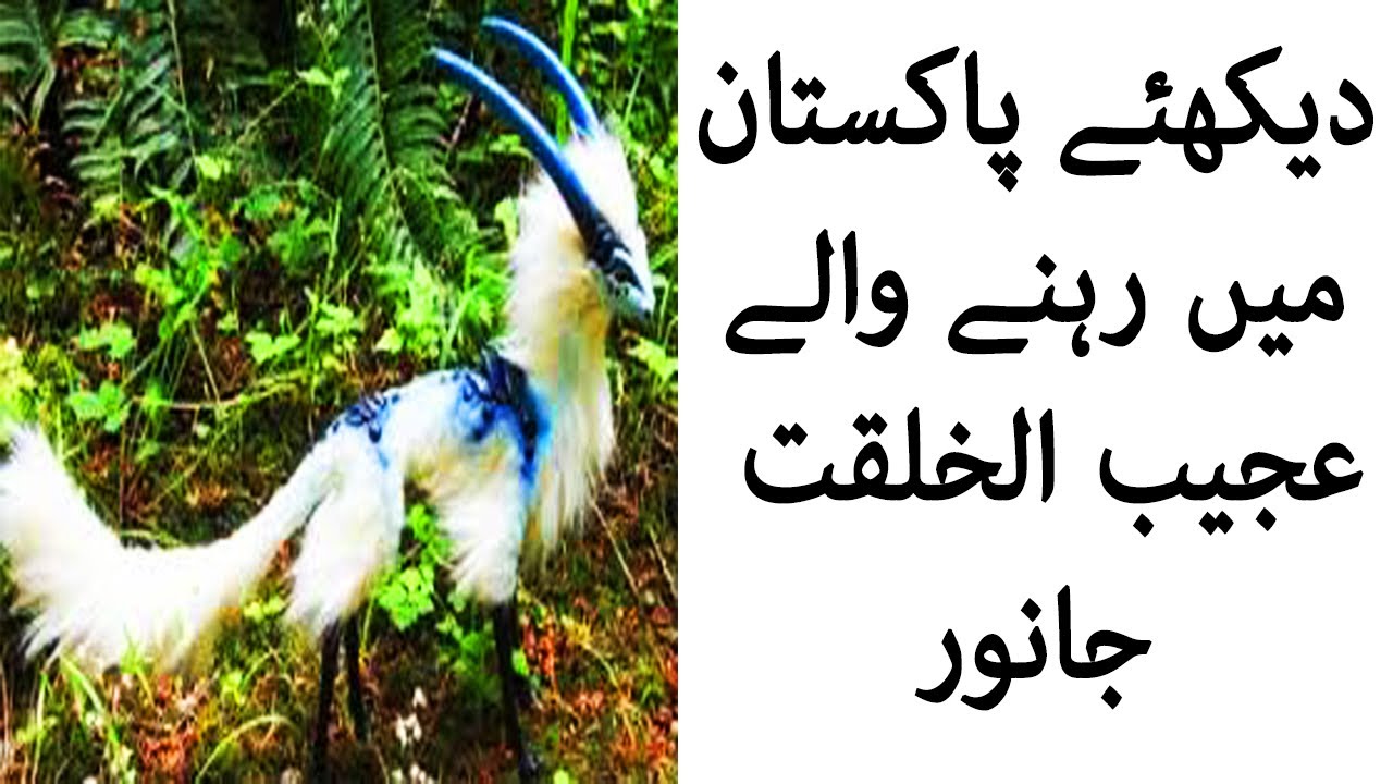 Pakistan ki Jungli Hayat | Wild Life of Pakistan | پاکستان کی جنگلی