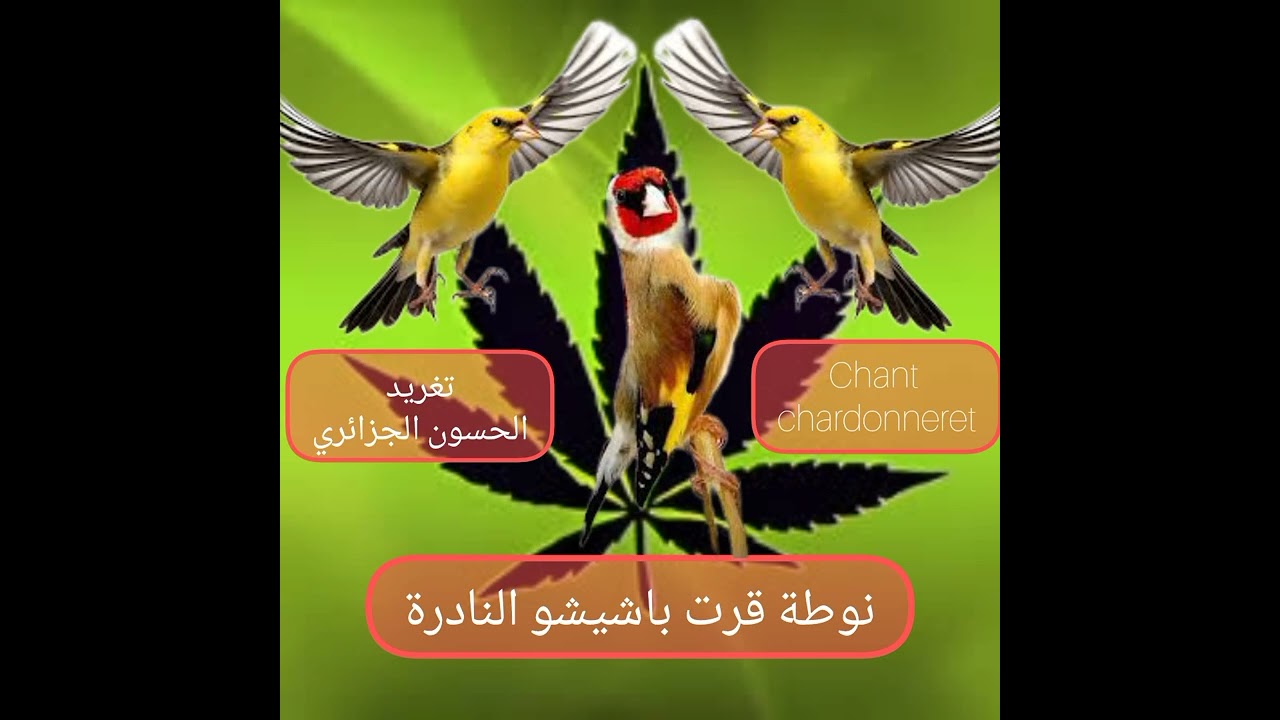 Le chant du chardonneret تسجيلة كاملة غازرات تيواواطي لتغريد طائر الحسون من الزمن الجميل