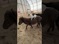 Jack Russell Terrier Balances on Pony and Gives High Five