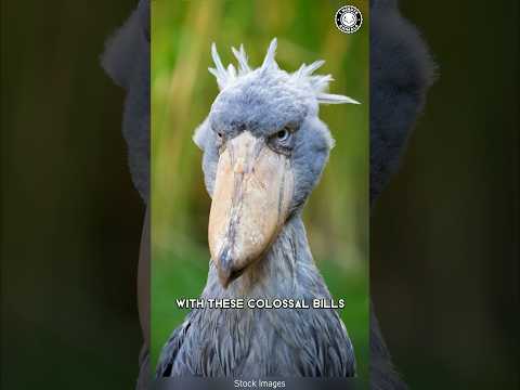 Shoebill Stork 🦤