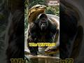 🐍 Giant Anaconda vs Titan Gorilla! Epic Jungle Battle 😱🔥 #shorts