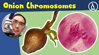 🔬 Make Onion mitosis CHROMOSOMES visible - Staining Tutorial | Amateur Microscopy screenshot 5