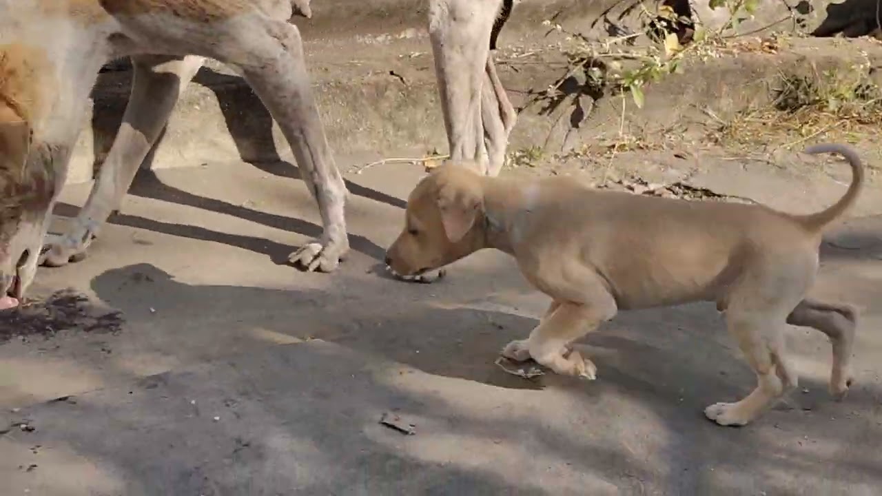 👉Dogs ne Aaj Chicken rice ki dawat udai 