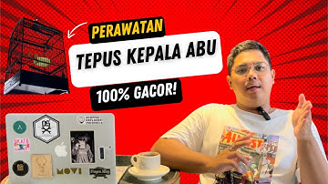 Perawatan Tepus Kepala Abu Gacor 100% ‼️