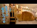 赤ちゃんの寝かしつけを心配そうに見に来る猫たちが可愛すぎる!
