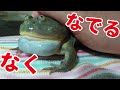 アフウシ・バジェットガエル・ツノガエルなでる動画です。