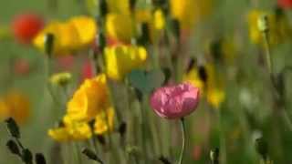 Introduction to Editing Assignment  - Video Collage - A Celebration of Spring screenshot 4