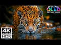 Animal Planet OLED Display Demo 🔥 16K HDR 120FPS Dolby Vision | 4K / 8K TV Showcase