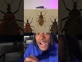 Have you seen this bug? 🪳 #chagas #kissingbug #parasite
