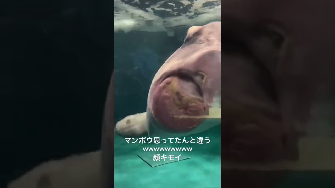 マンボウのキス顔が想像と違った Youtube