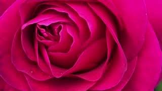 Rose flowers video ! Mind Relaxation Music