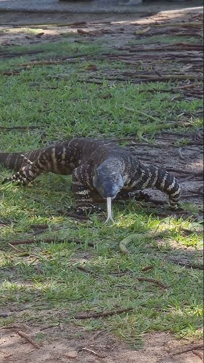 australia-s-largest-lizard-sand-goannas-gould-s-monitors-racehorse