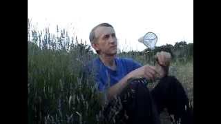 How to Collect Insects, by Entomologist in Ukraine, Crimea, June 7th 2012 (РУС)