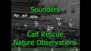 9 Hogs, Sounder, Calf Rescue  & More w RIX Optics