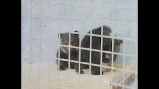8mm WINDOW INTO THE PAST. PLYMOUTH ZOO, CENTRAL PARK. 1960s