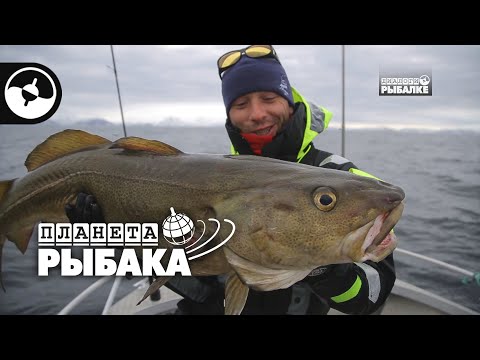 Зачетная треска. Зимняя рыбалка. Норвегия | Планета рыбака