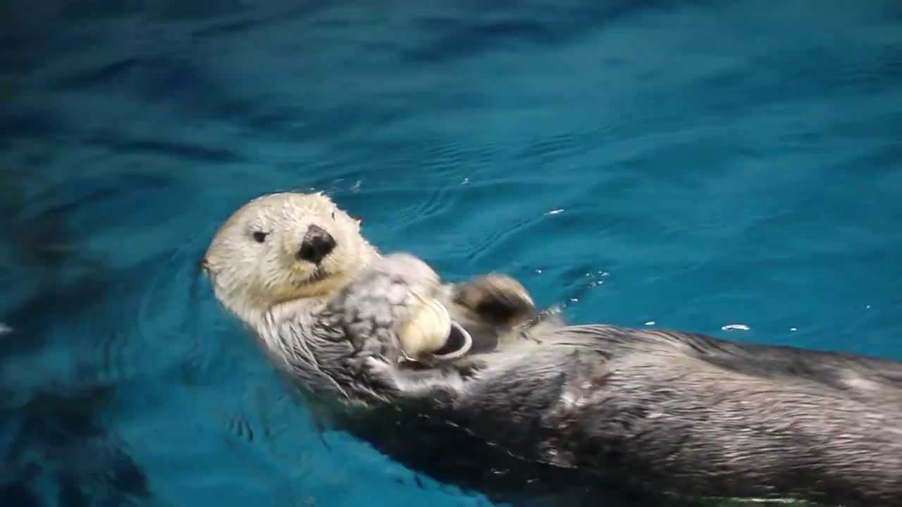 カワウソとラッコの違いとは 意味や由来違いの情報