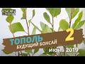 Бонсай из тополя  Часть 2, обрезка | Июнь 2019