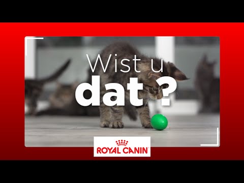 Video: Hoe De Leeftijd Van Een Kat Te Achterhalen?