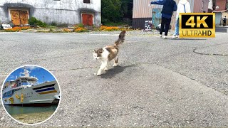 【4K HDR】Walking on Cat Island🐈 in Miyagi  Tashirojima, Ishinomaki City, Miyagi Prefecture by Walking Japan with you 230 views 1 year ago 21 minutes