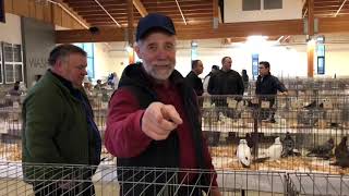 Выставка голубей в Сша. 8 декабря 2018 года