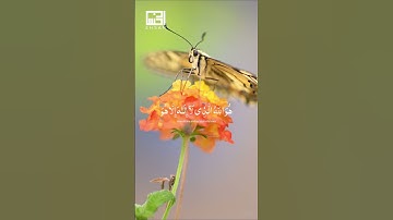 الآيات 22-23 من سورة الحشر بصوت الشيخ بلال دربالي