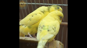 Love Birds/Mencetak love birds in india Live video