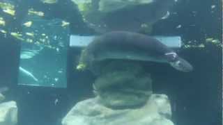 Walt Disney World - Florida Manatee - Epcots Living Seas With Nemo & Friends - Canon Rebel T4I