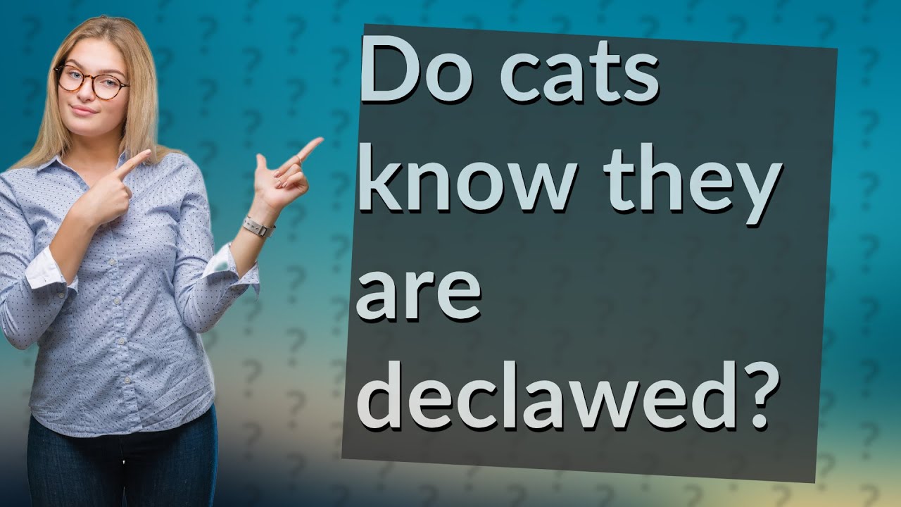 Do Cats Know They Are Declawed YouTube Do Cats Know They Are Declawed YouTube