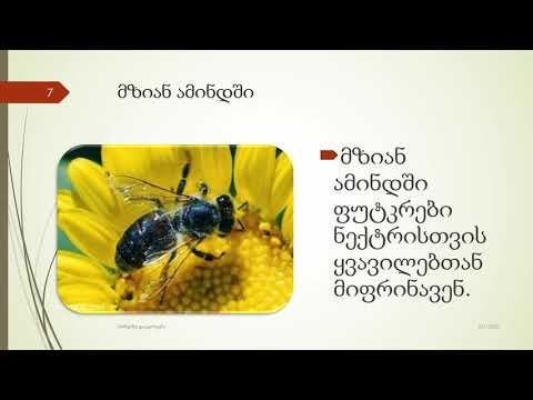 სინოპტიკოსი არსებები, ცოცხალი ბარომეტრები