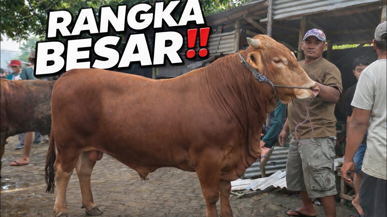 BAKALAN LIMOUSIN POTENSI JUMBO | PASAR PAHING WARUJAYENG 