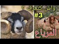 ما هو المرياع و ما هي وظيفته و أهميته في القطيع 