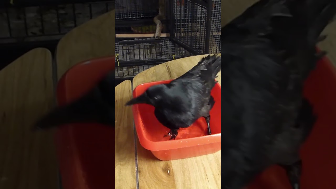 Crow in small tub 