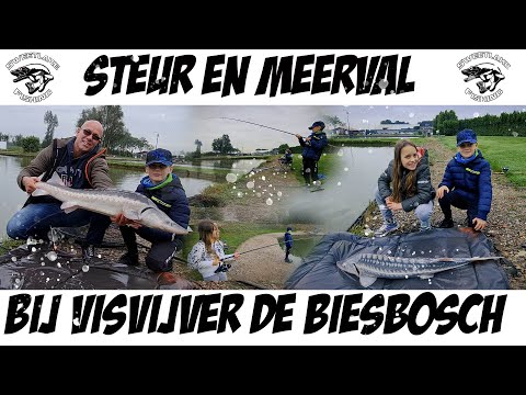 Video: Wat Om Van Steur Te Kook