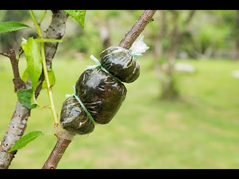 Video: Sbucciare la corteccia sui cornioli - Motivi per cui la corteccia degli alberi di cornioli si sta staccando