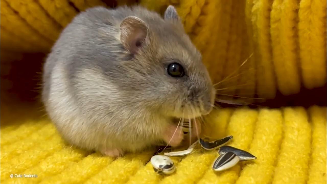 Hamster eating sunflower seeds 🌻🐹 Cute Rodents YouTube