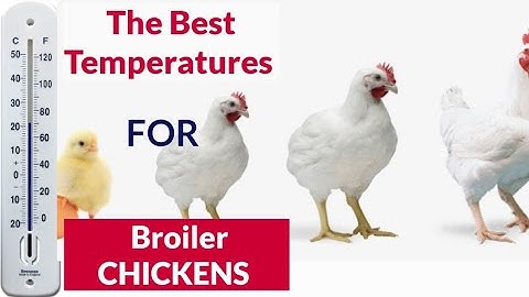 Temperature Management for Successful Brooding( Chicken Farming)