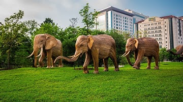 The Great Elephant Migration at Hermann Park: A Houston First Corporation Production