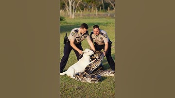 🚨 Police Hero Saves Goat from Giant Python 🐍🐐 #animals #animalrescue #pythonattack #snake #wildlife